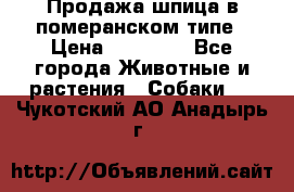 Продажа шпица в померанском типе › Цена ­ 20 000 - Все города Животные и растения » Собаки   . Чукотский АО,Анадырь г.